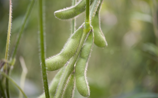 soybean_0021.jpg